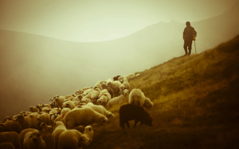 Shepherding and Solidarity!